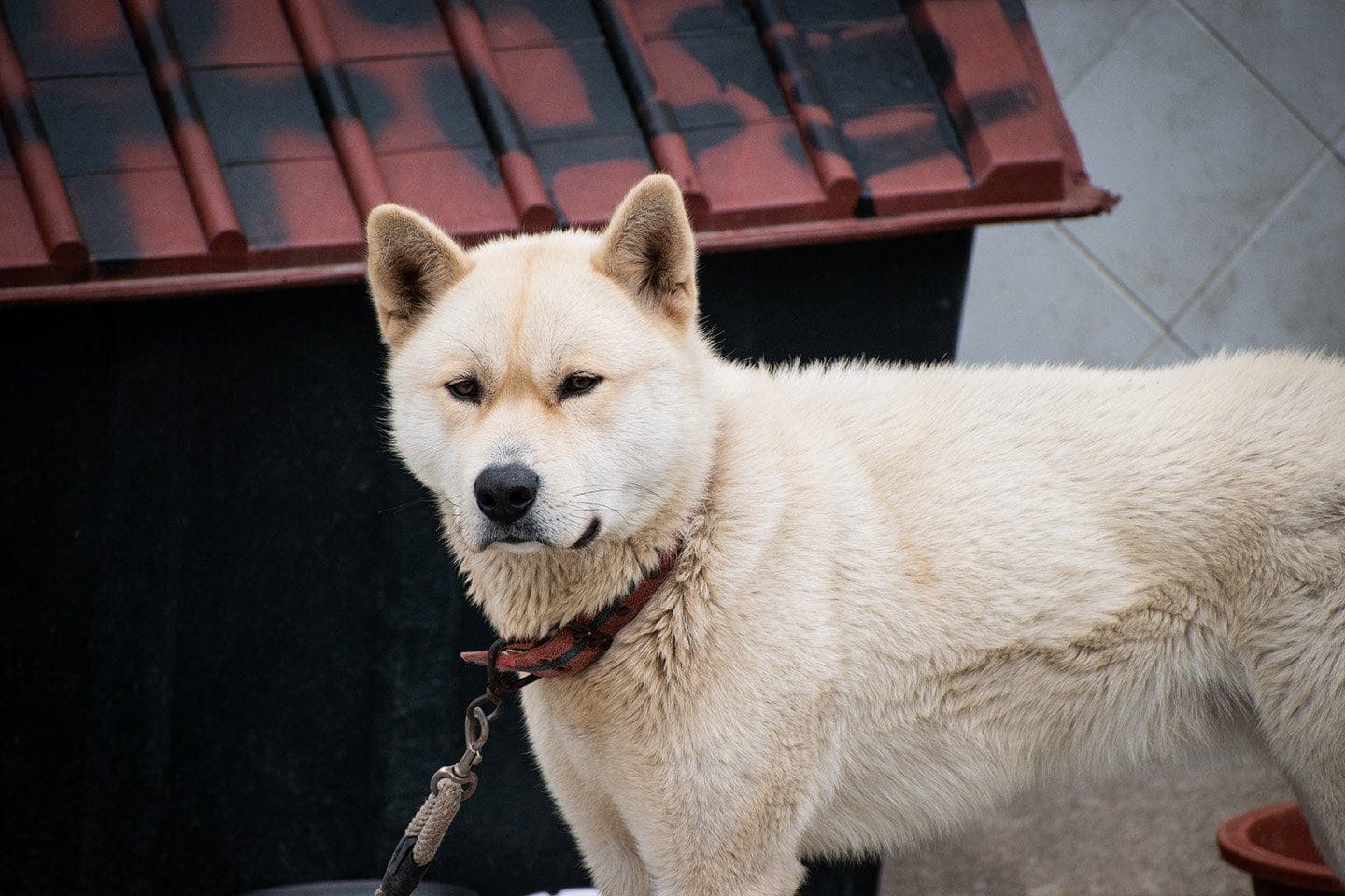 Nureongi dog