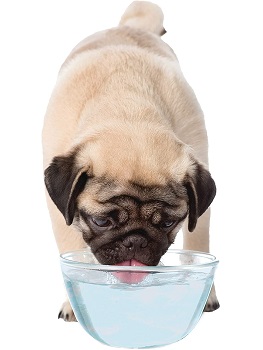 Nylabone Advanced Oral Care Liquid Tartar Remover Dog Breath Freshener Water Additive for Dogs