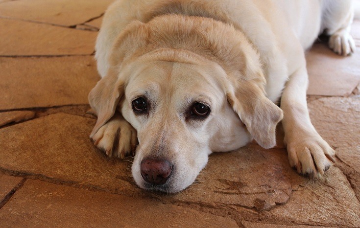 Obese Labrador