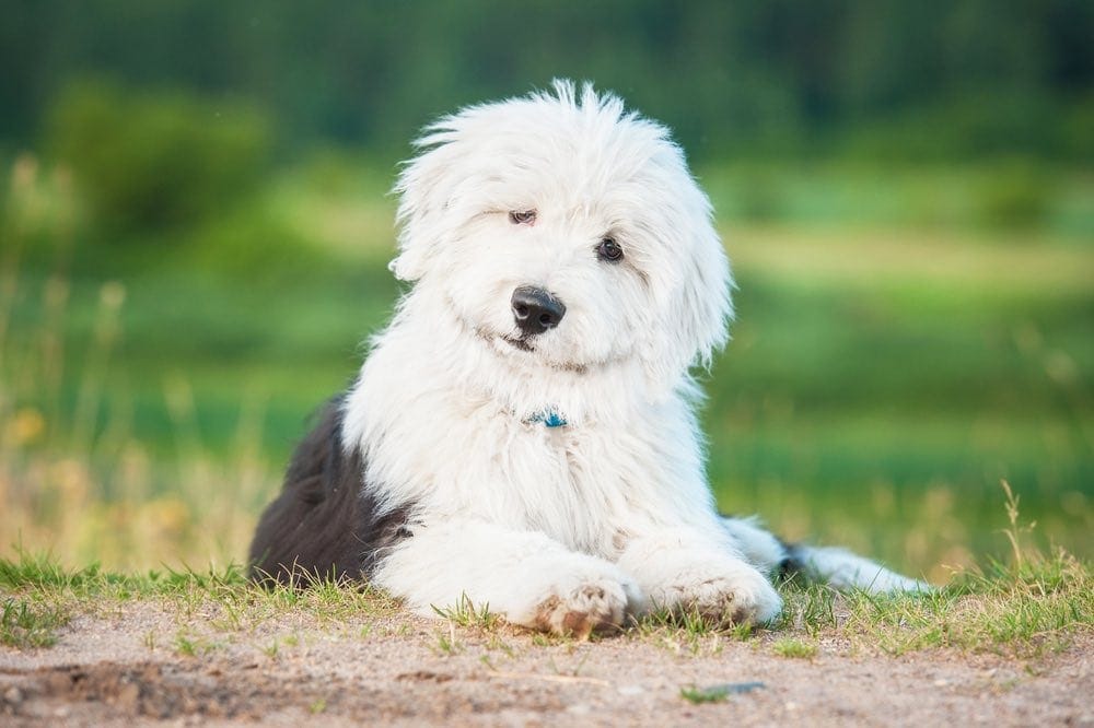 Old English Sheepdog Made With Timber and Genuine Sheepskin. 