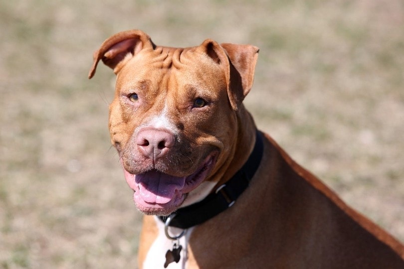 What is the average lifespan of a female pitbull?