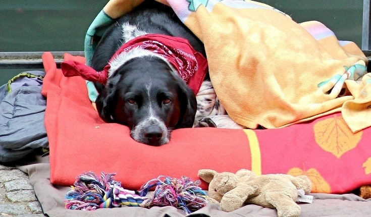 Outdoor Dog House Bedding