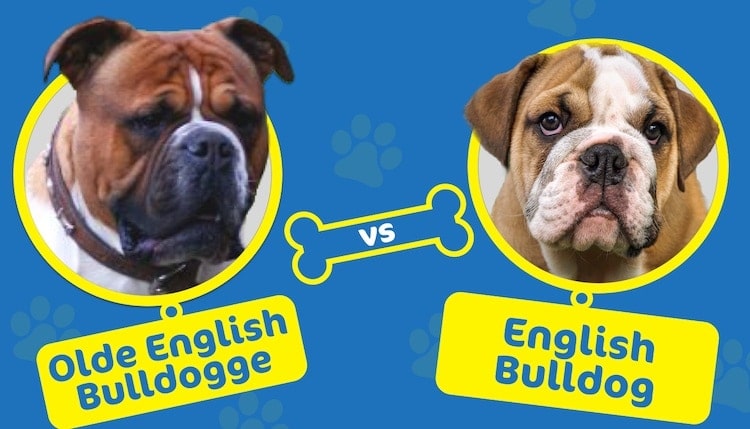 Olde English Bulldogge vs English Bulldog whats the difference