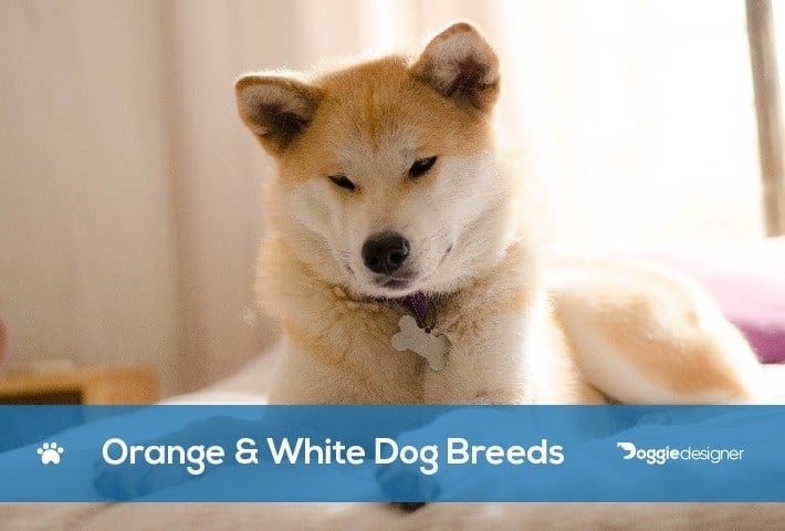 18 Orange White Dog Breeds With Pictures Hepper