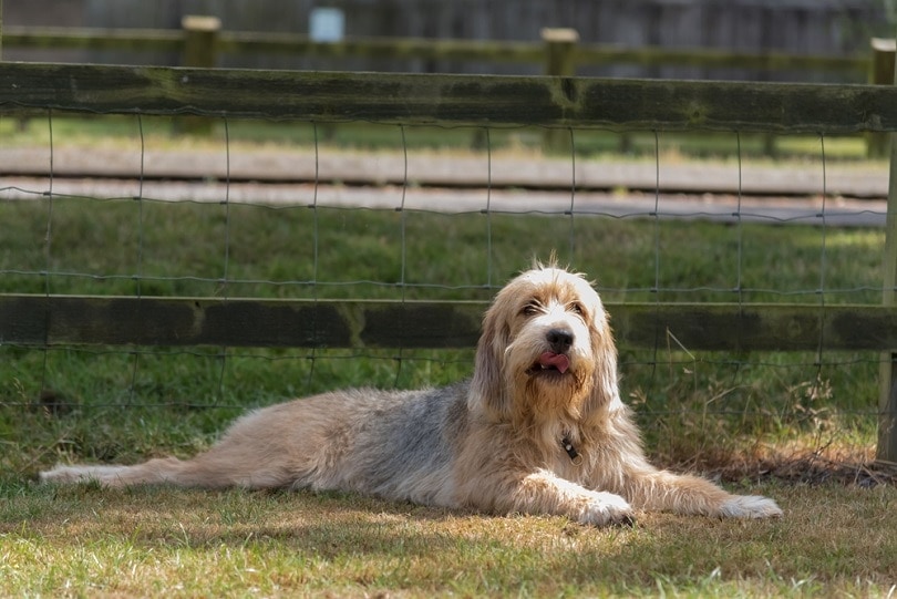 Otterhound lying in field