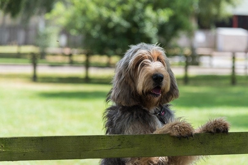 Otterhound standing in field with paws on fence_Lourdes Photography_shutterstock