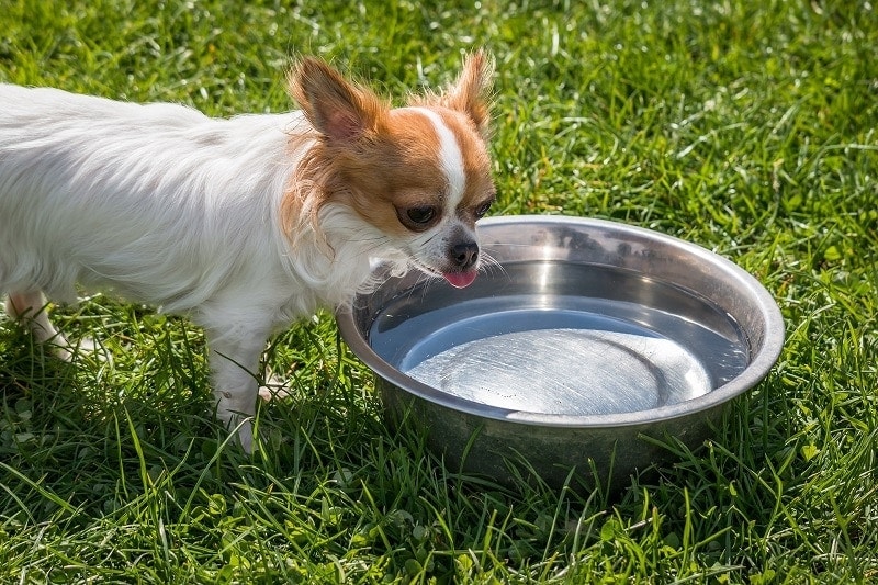 outdoor dog dish