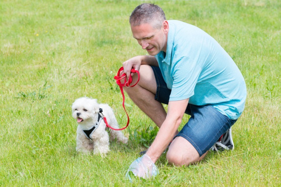 Owner cleaning up after the dog with plastic bag_monika isniewska_shutterstock