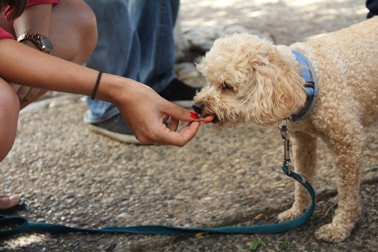 Owner feeding dog treats