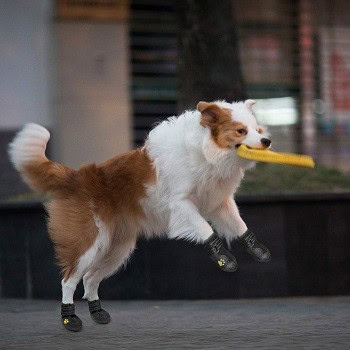 PUPWE Dog Booties,Dog Shoes,Dog Outdoor Shoes