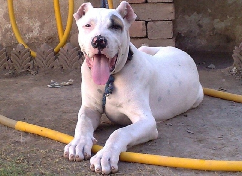 Pakistani_Mastiff