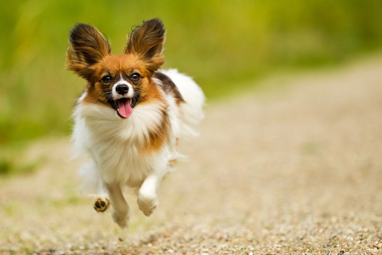 Papillon Facts - Wisdom Panel™ Dog Breeds