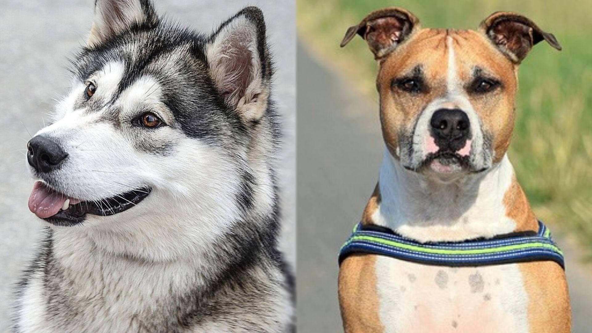 Parents of Alaskan Pitbull