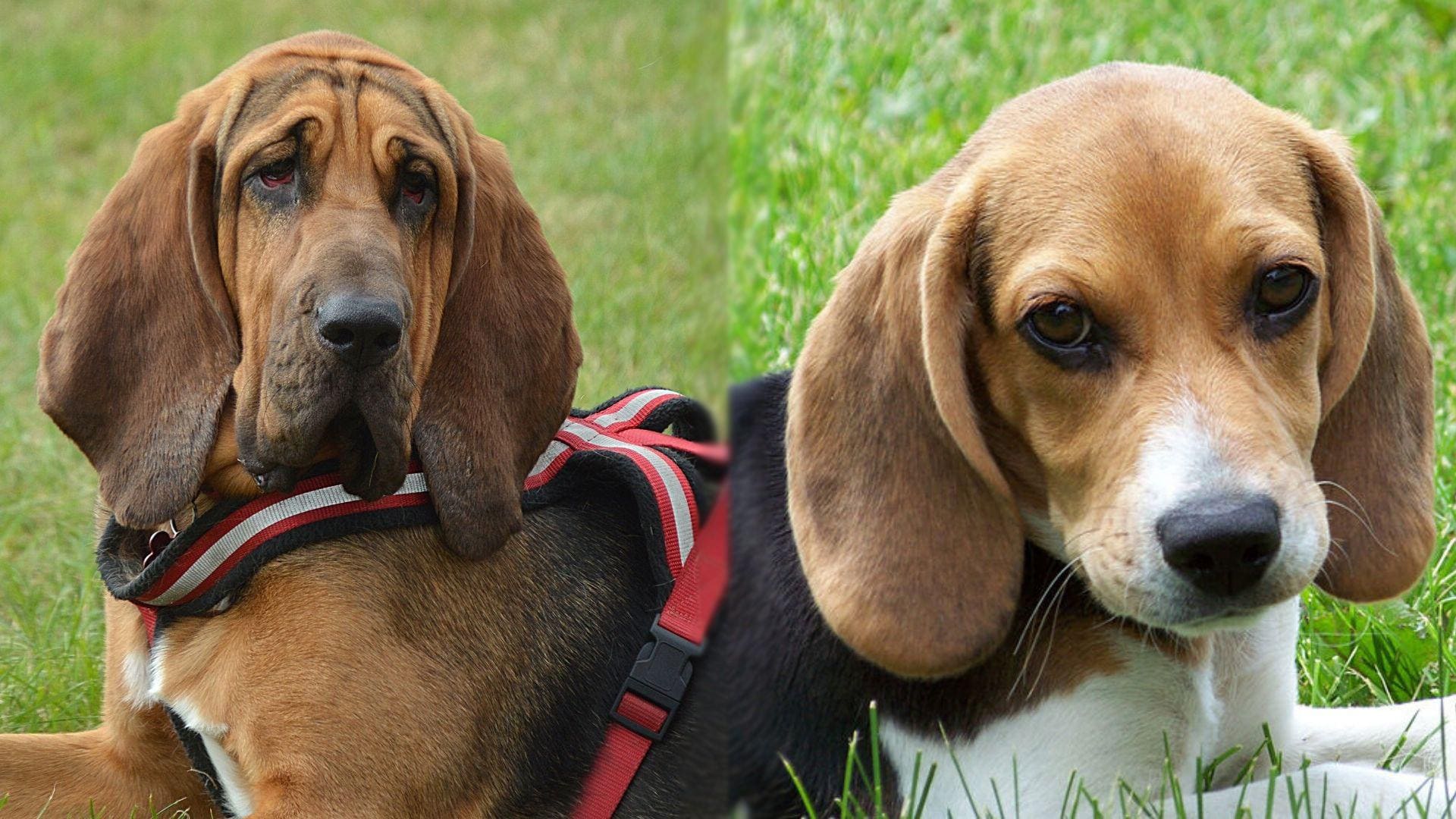Parents of Bagle Hound