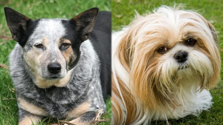 can a australian cattle dog and a shih tzu be friends