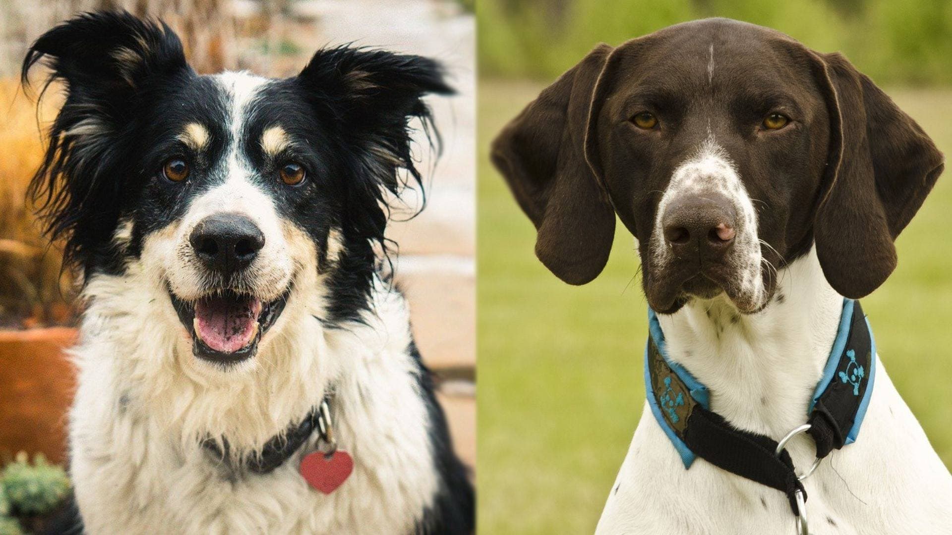 german shorthaired pointer australian shepherd mix