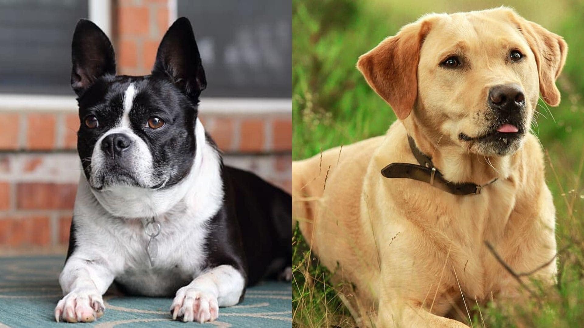 Parents of Boston Lab