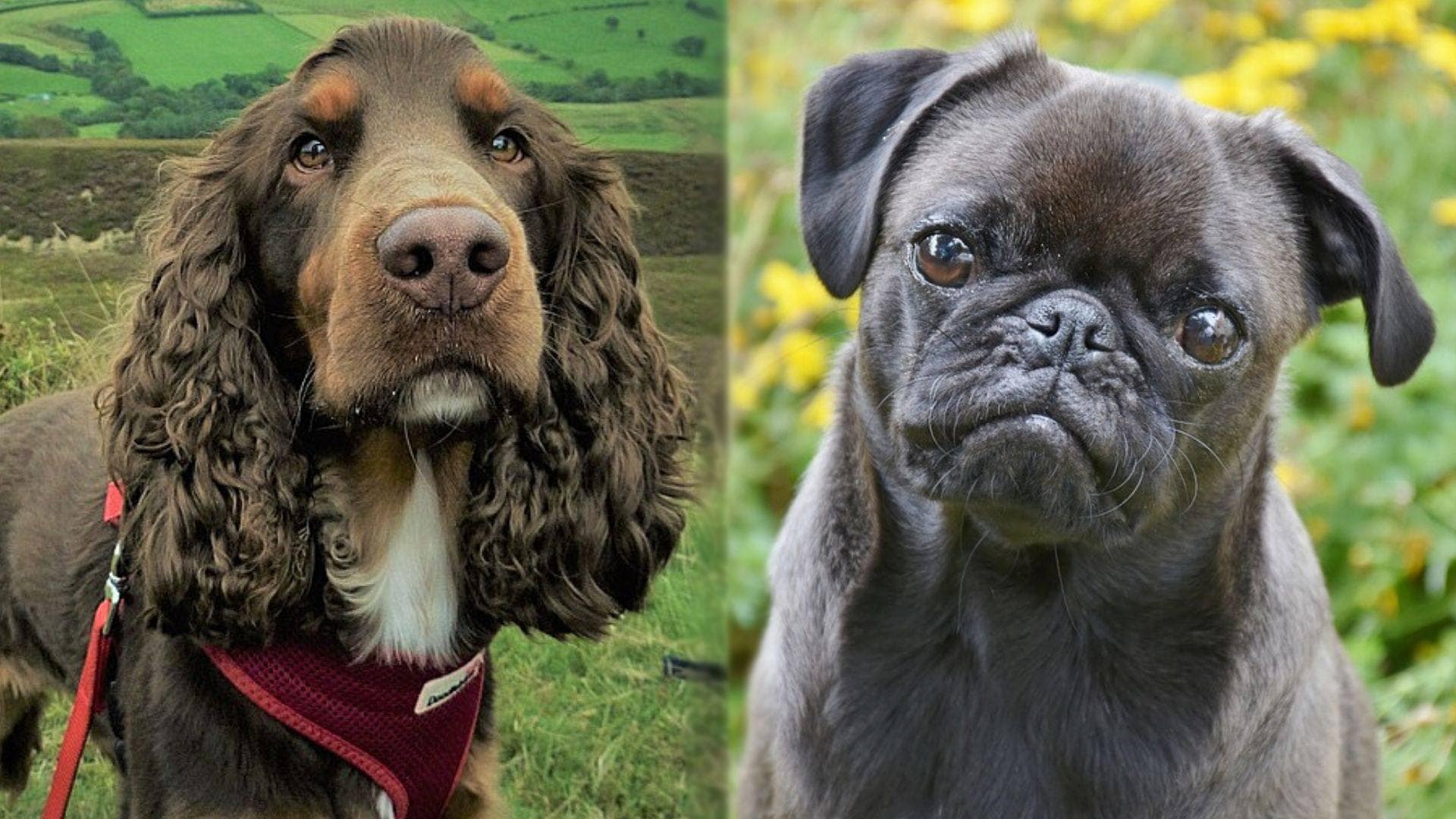 Parents of Cocker Pug