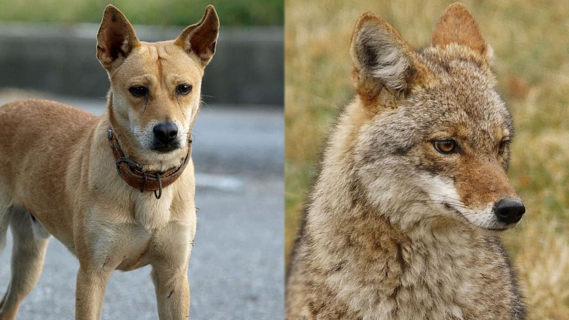 Coyote Dog Mix Pictures