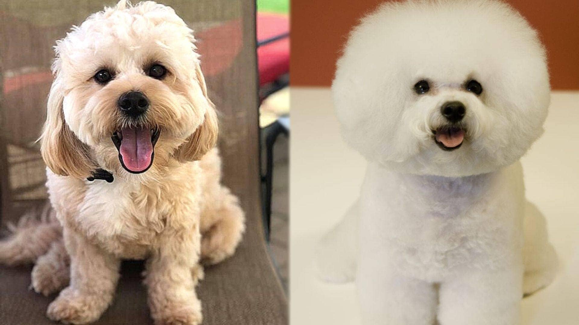 Parents of Daisy Dog