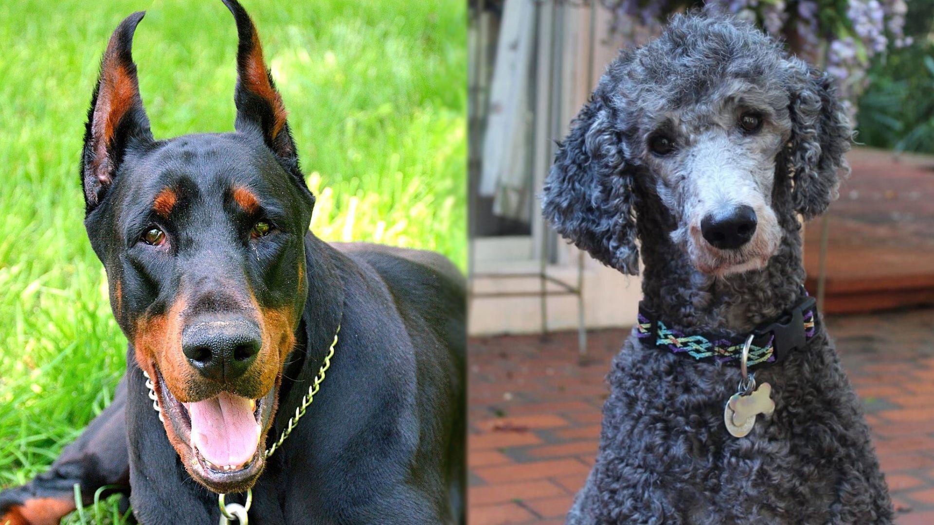 Doodleman Pinscher (Doberman & Poodle Mix) Info, Pics, Facts, Traits