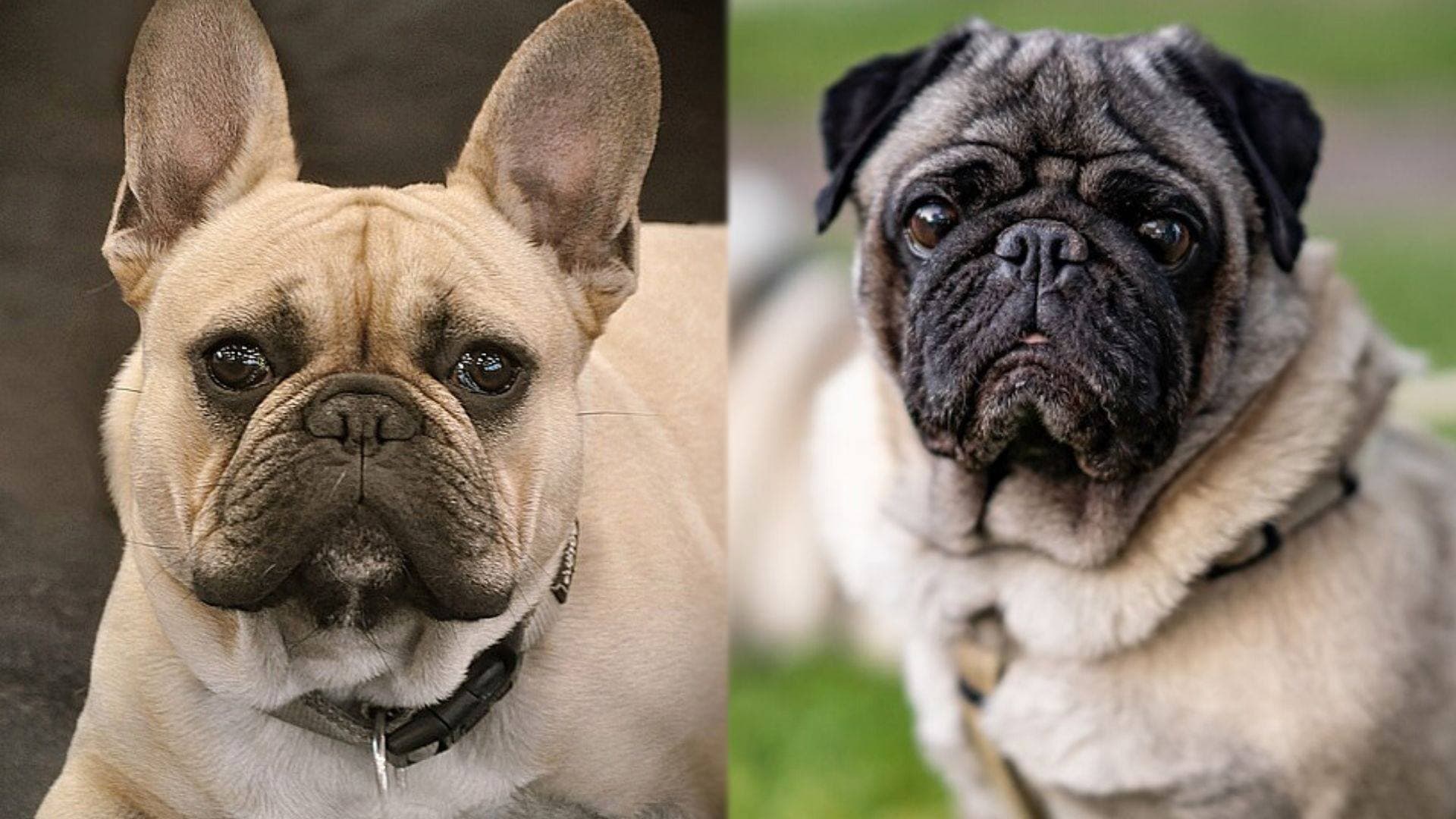 are pugs and french bulldogs similar