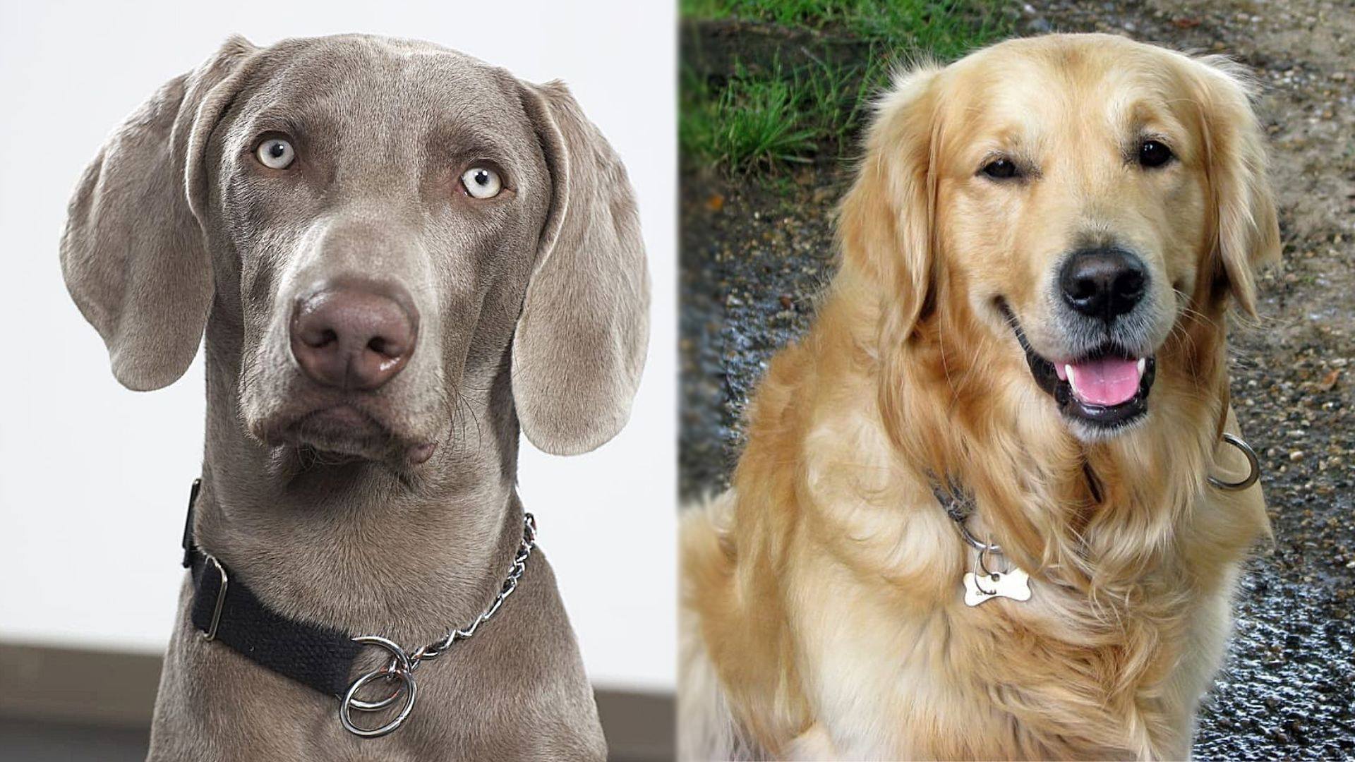 Parents of Goldmaraner