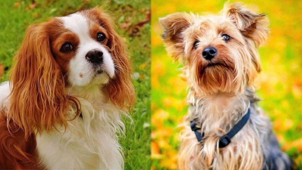 Parents of King Charles Yorkie