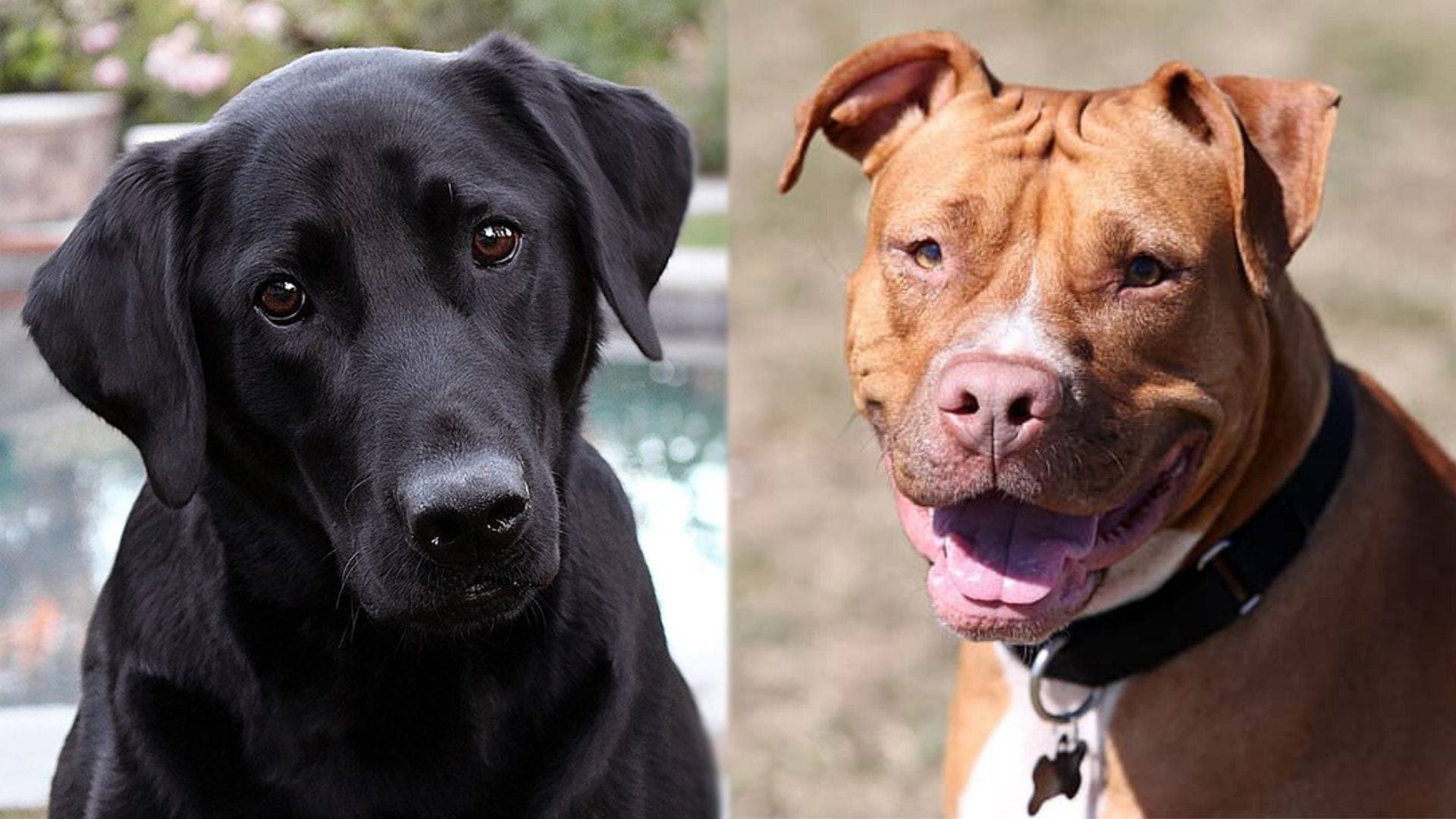 Parents of Labrabull