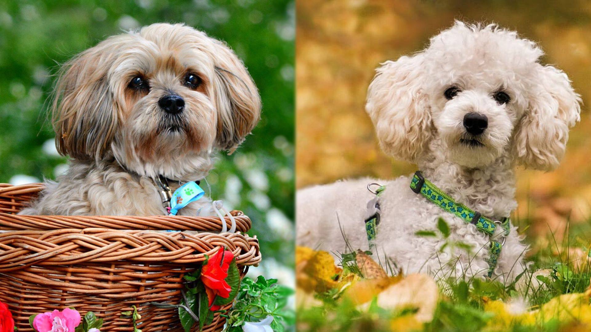 What Is A Lhasa Apso Poodle