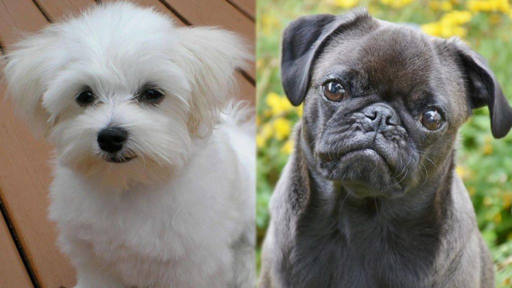 Parents of Malti Pug