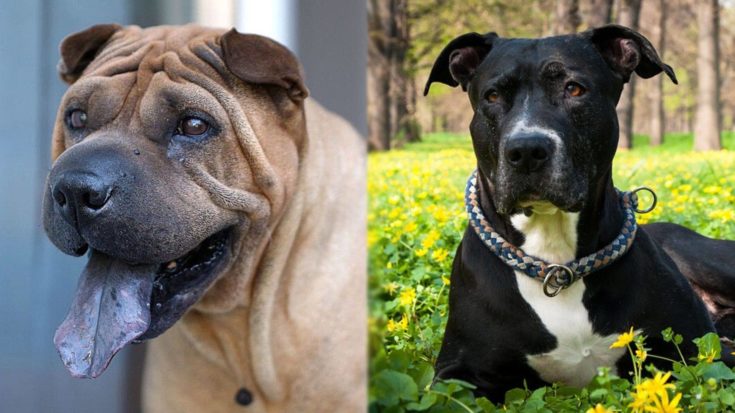 Parents of Shar-Pei Pitbull Terrier