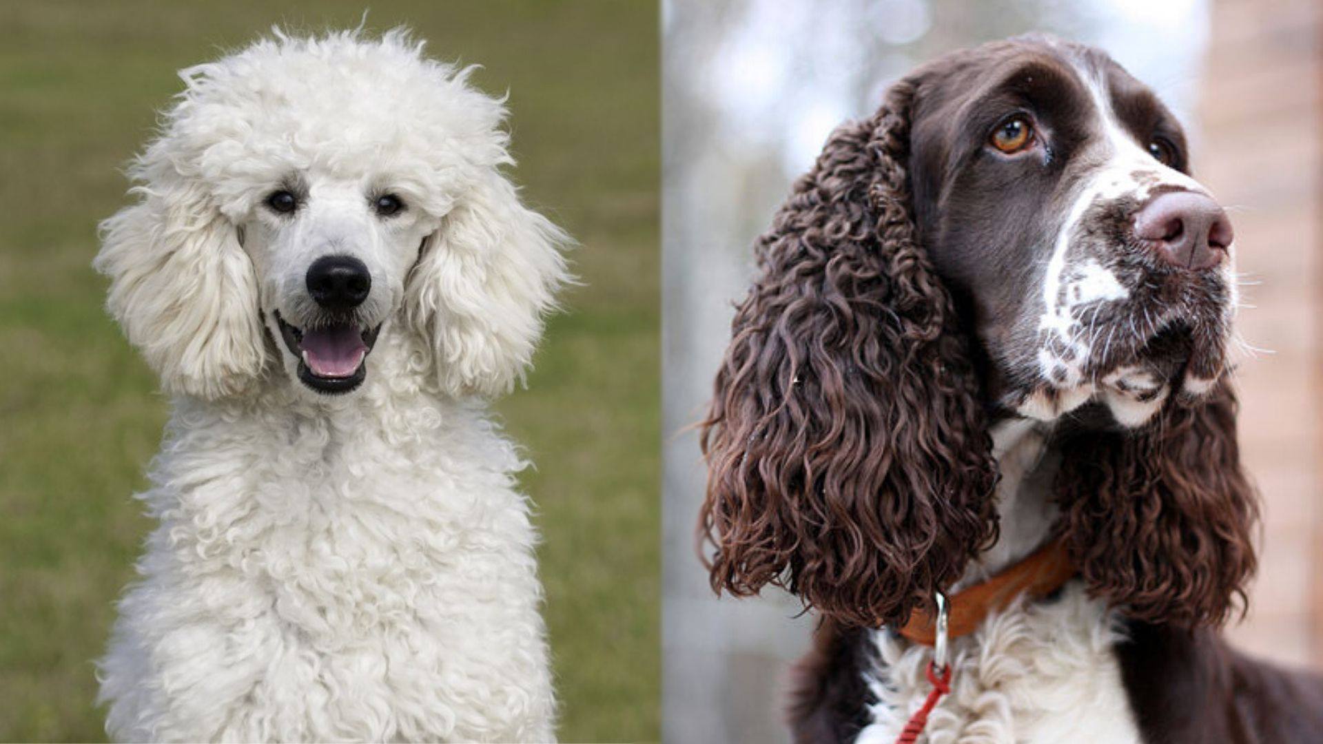 Parents of Springerdoodle