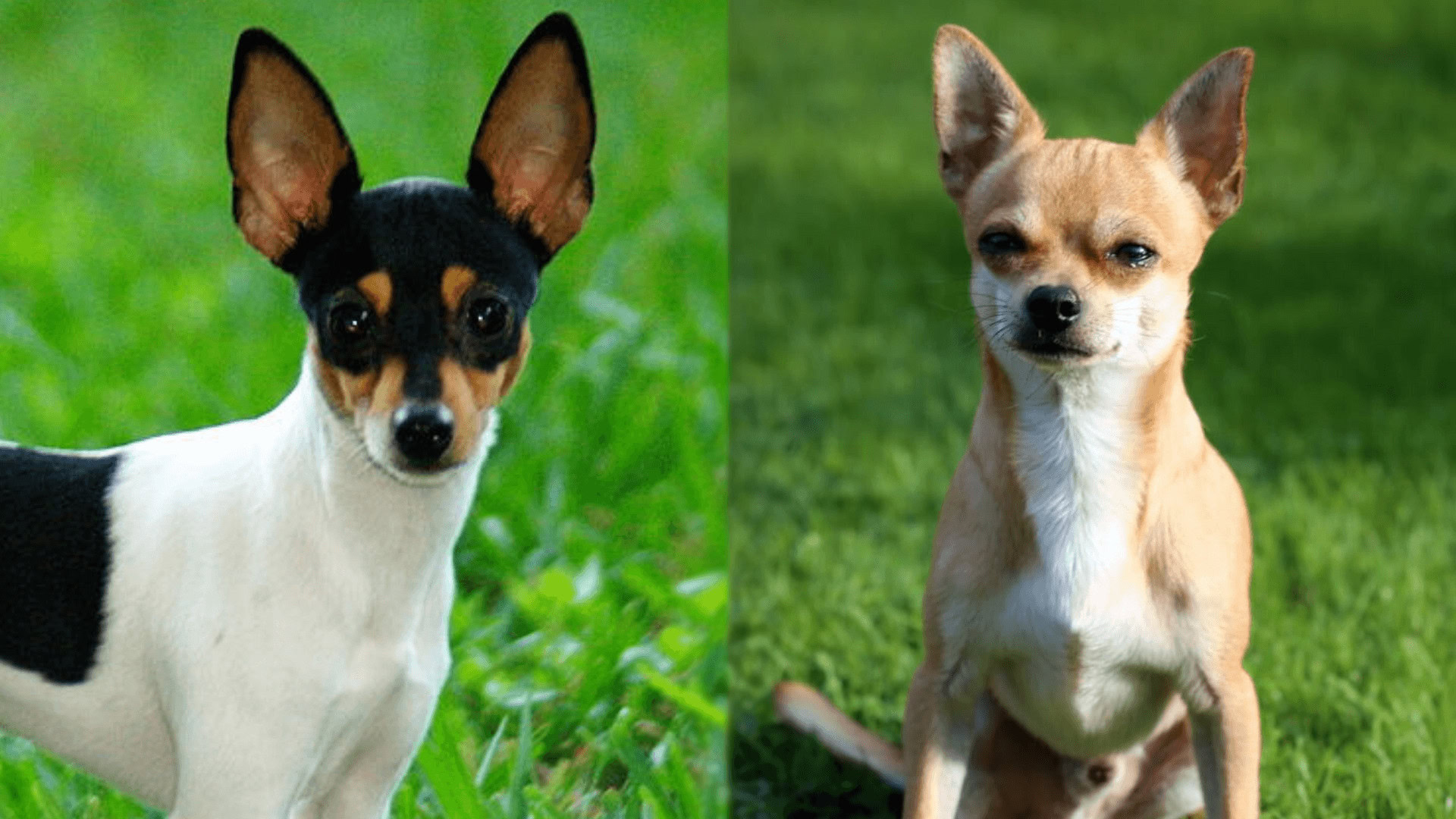 Parents of Taco Terrier