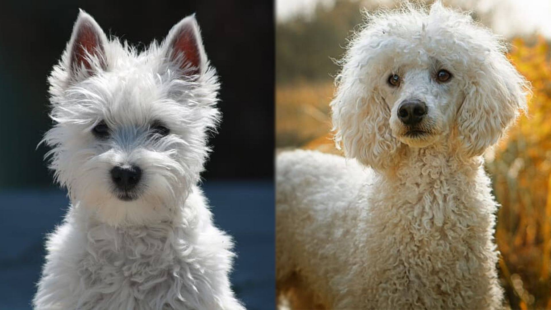 west highland terrier miniature poodle mix