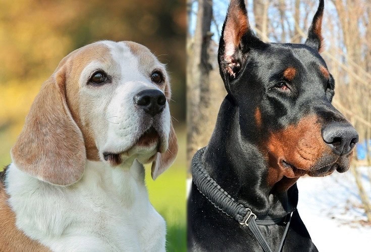 Parents of the Beagleman