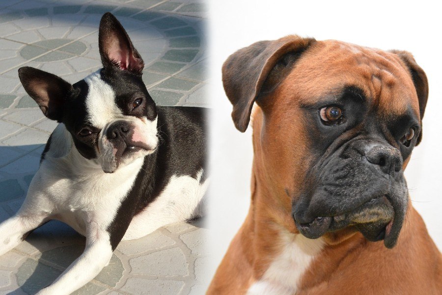 Parents of the Boston Boxer