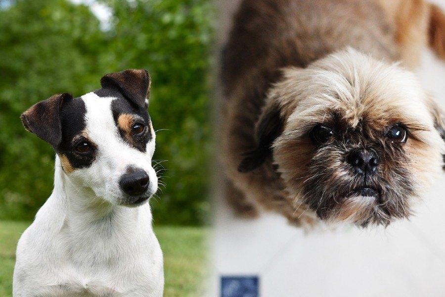 Parents of the Jack-Tzu