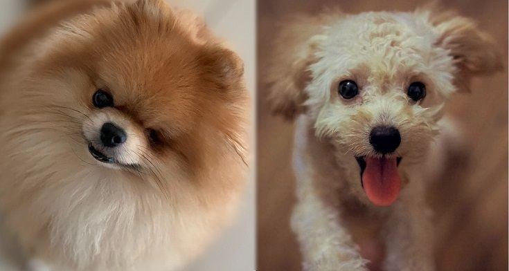 Parents of the Pomapoo