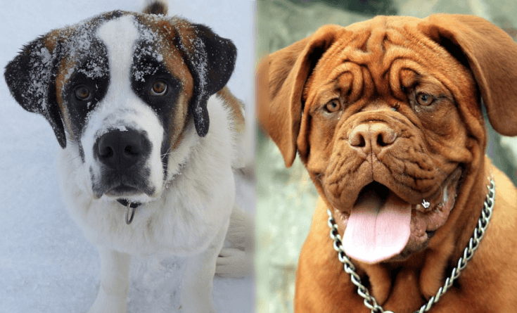 Full grown st bernard mastiff mix 4 Parents of the Saint Bermastiff