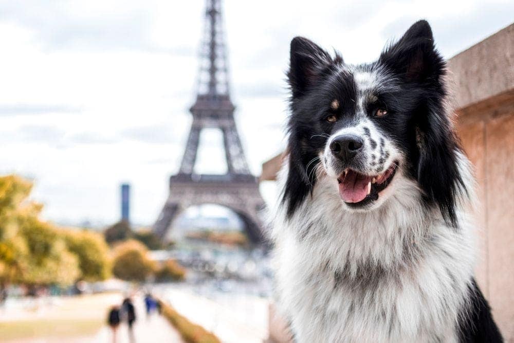 European dog hot sale names