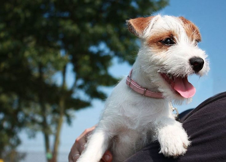 Parson Russell Terrier