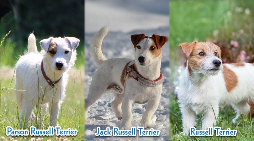 Parson Russell Terrier vs Jack Russell Terrier vs Russell Terrier