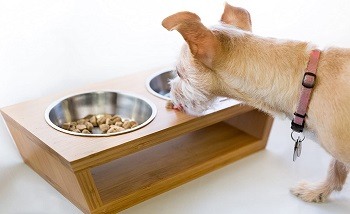 a raised dog bowl feeder