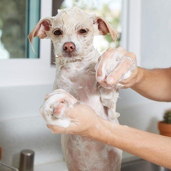 A dog using oatmeal dog shampoo