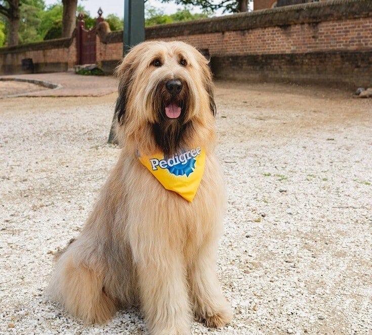 Pedigree Doggie Scarf