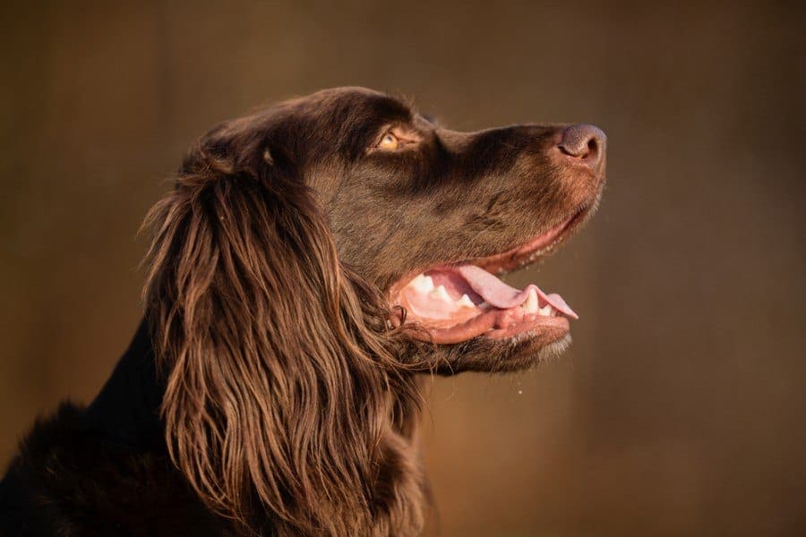 Pedigree brown german longhaired pointer dog_BIDANDT.com_Shutterstock