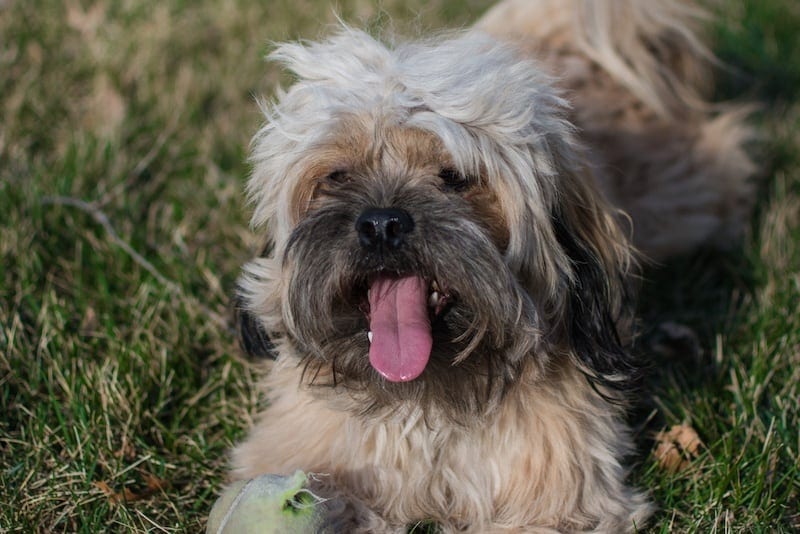 Peekapoo Pekingese Poodle dog