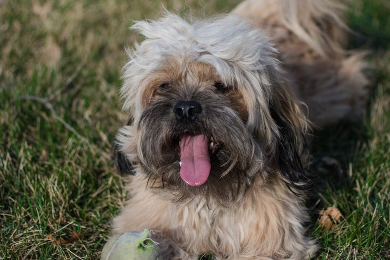 Kapoo Poodle Pekingese Mix Info