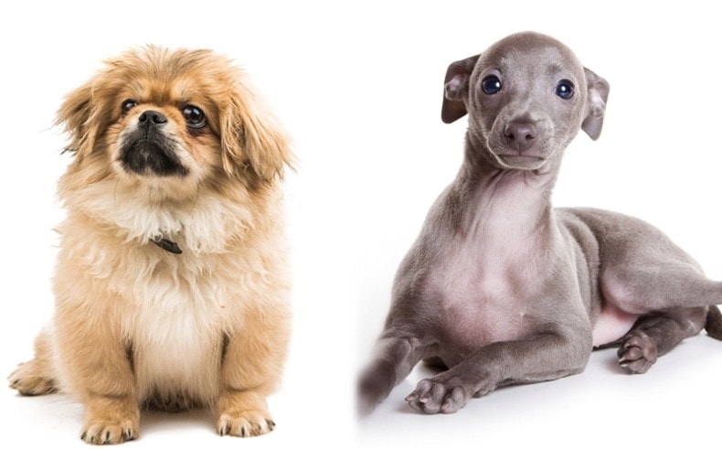 Peke-Italian parent breeds